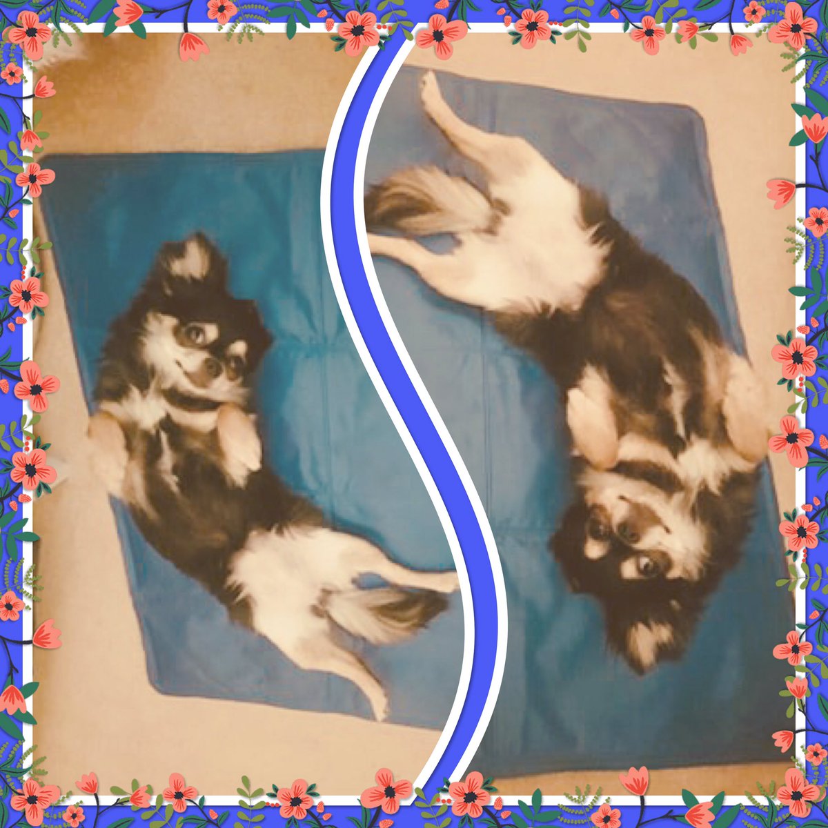 thegirls8882's tweet photo. Itโs such a hot night! Mum got my cooling pad out for me! Thanks mum! Lv Marge ๐ x #furmums #Chihuahualife #happy #hotnights #rollonsat #sleepyeyes https://t.co/Rix4zgEWt8