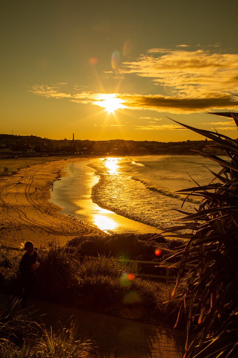 Sunrise under the pandanus trees 🌟 Wednesday morning #SunriseStarlight #happyplace #SouthBondi