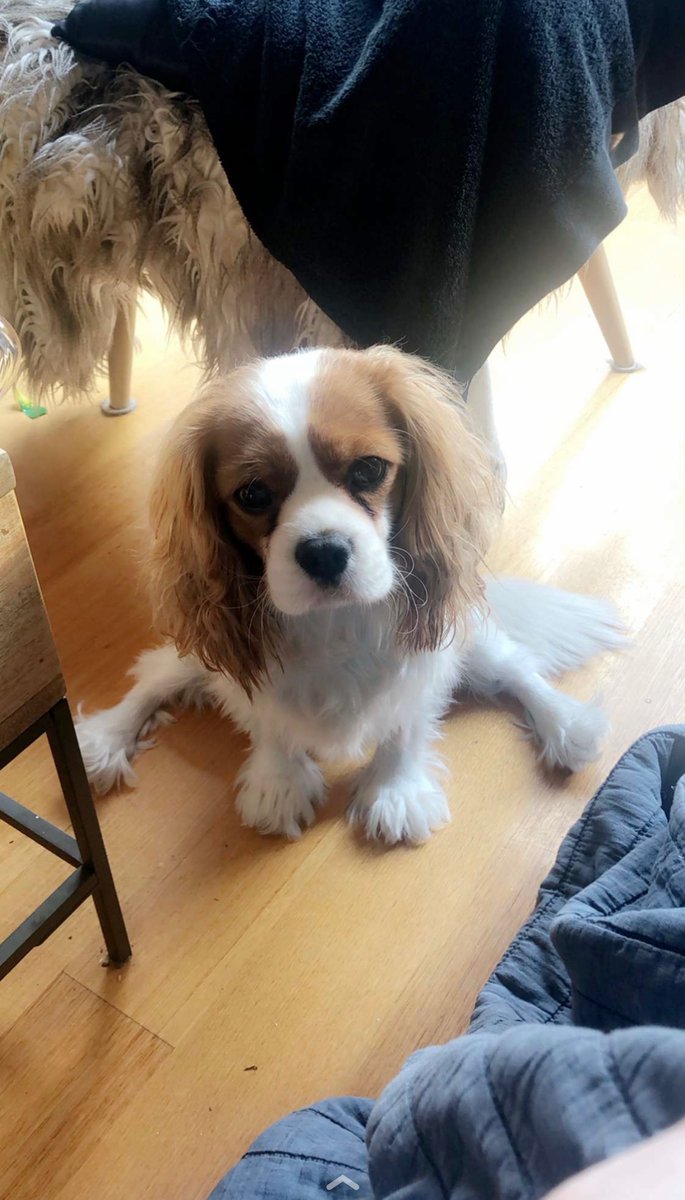 MaxiMoo's tweet photo. 🐾🐶🐾 https://t.co/HGOIa13qsH