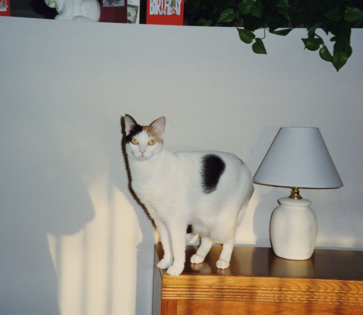 And just so you don't think she was always sacked out, here are some  #Cali activity poses. The window shots must have been where she was "staking out" some outdoor prey.   #CaturdayEve