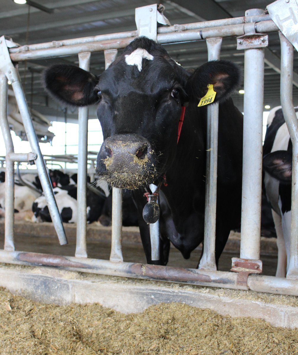 AFANofAG's tweet photo. FUN FACT FRIDAY 
• 
80% of dairy cows’ diets comes from plant fibers and feedstuffs that they can digest but humans can’t, and would otherwise go to landfills.  
•
#UndeniablyDairy  #thankafarmer #sustainability #Nebraska #becomeafanofag #dairymonth https://t.co/MY6QIyMVqT