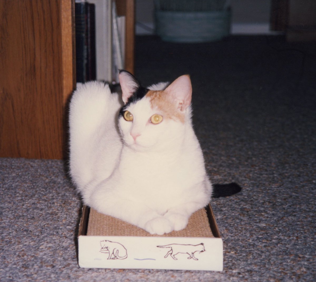  #Cali on a scratching pad with a "where I fits, I sits" expression.   #CaliMemories  #CaturdayEve