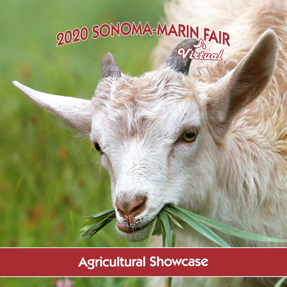 AG SHOWCASE: Today we learn about goats! Pay a virtual visit to <a href="/RedwoodHillFarm/">Redwood Hill Farm</a> at redwoodhill.com. You can also download a mini poster at bit.ly/2BFNtyf to see the many breeds of goats. 
#virtualfair #sonomamarinfair #agriculture