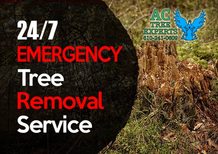 Our team is available 24/7, simply give us a call and we will be there for you.👍🌳👷‍♂️
#treeservice #snowremoval #treepruning #stumpgrinding #gutterclean #treeshaping #healthytree #snowstorms #immediatetreatment #harmfulstumps #maintenance #landscapetrees #treelbiology