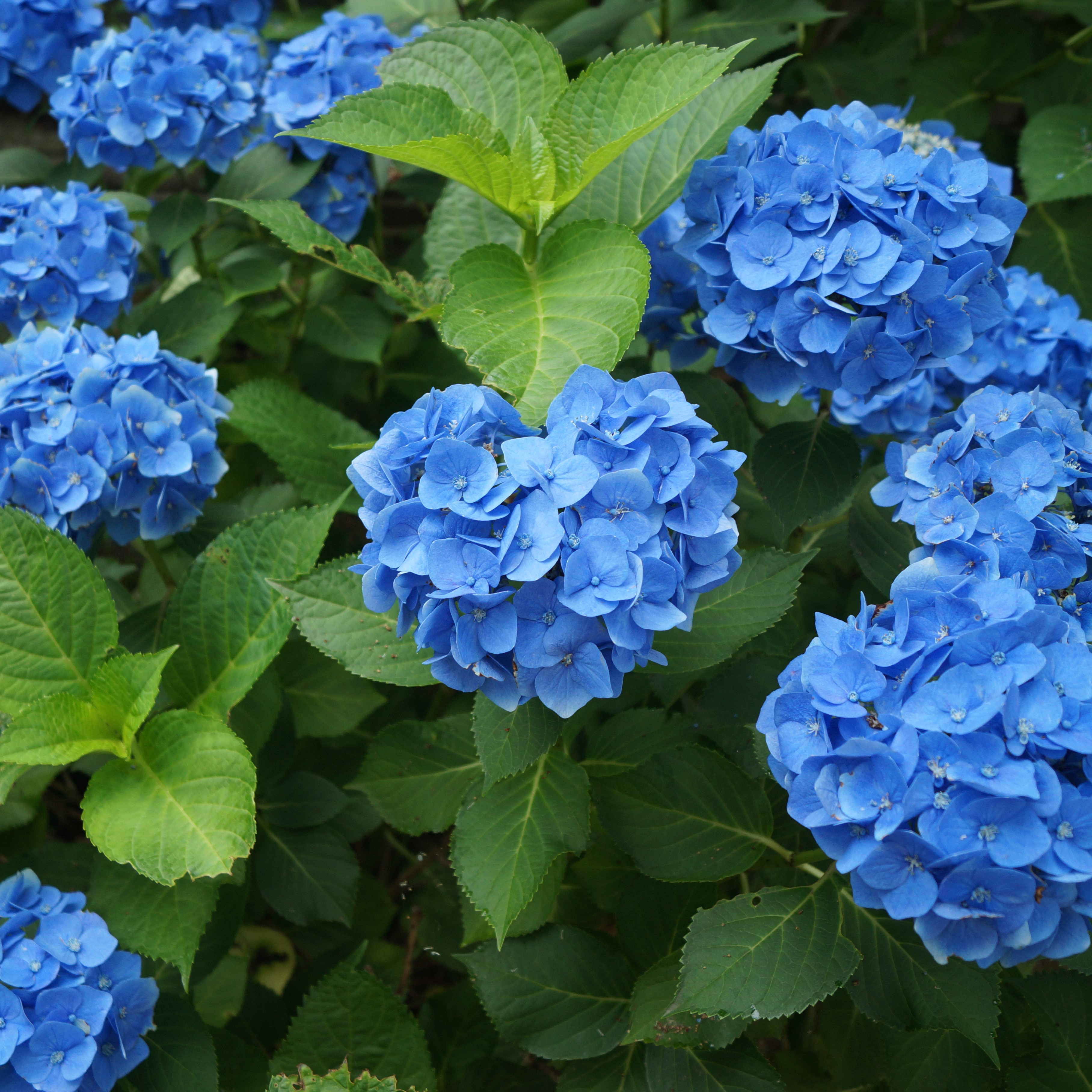 耕三寺博物館 今朝の花景色 耕三寺 紫陽花 一枚目 ハート 二枚目 西洋風 花景色 花だより 花便り アジサイ 紫陽花 あじさい Hydrangea 耕三寺 ハート ハート型 ハートのあじさい 青い花 青いハート 西洋風 西洋風の花 美しい花 梅雨