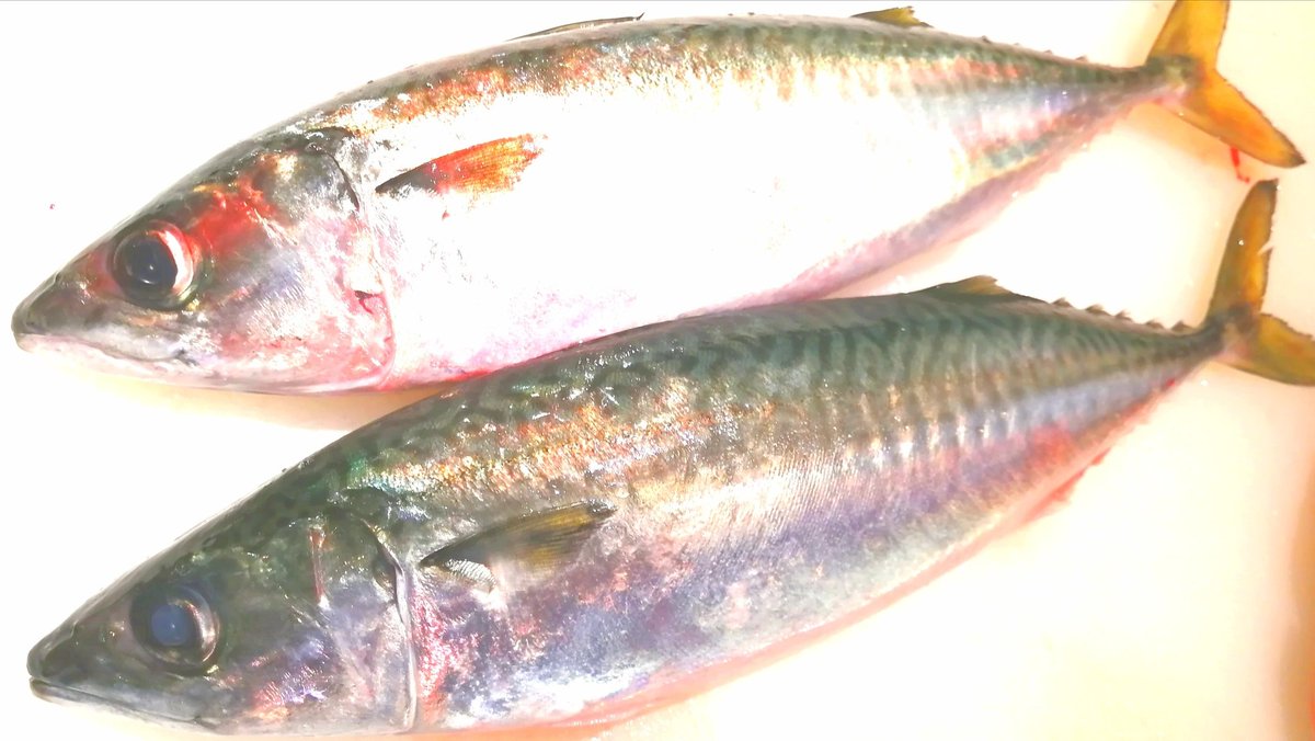 旬鮮酒場nobu 今週もブランドサバ むじょかサバ入荷しました むじょかは鹿児島ではかわいい しかも養殖なので安心 脂がのって 癖もなく とても美味い 超オススメ このサバ食べると他の鯖食べれなくなる 笑 旬鮮酒場nobu 生さば刺身 むじょか