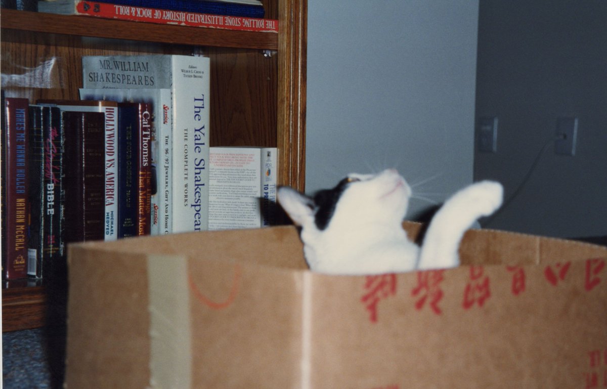 Cali pretending to be part of the delivery order from a Chinese take out restaurant.   #CaliMemories  #CaturdayEve