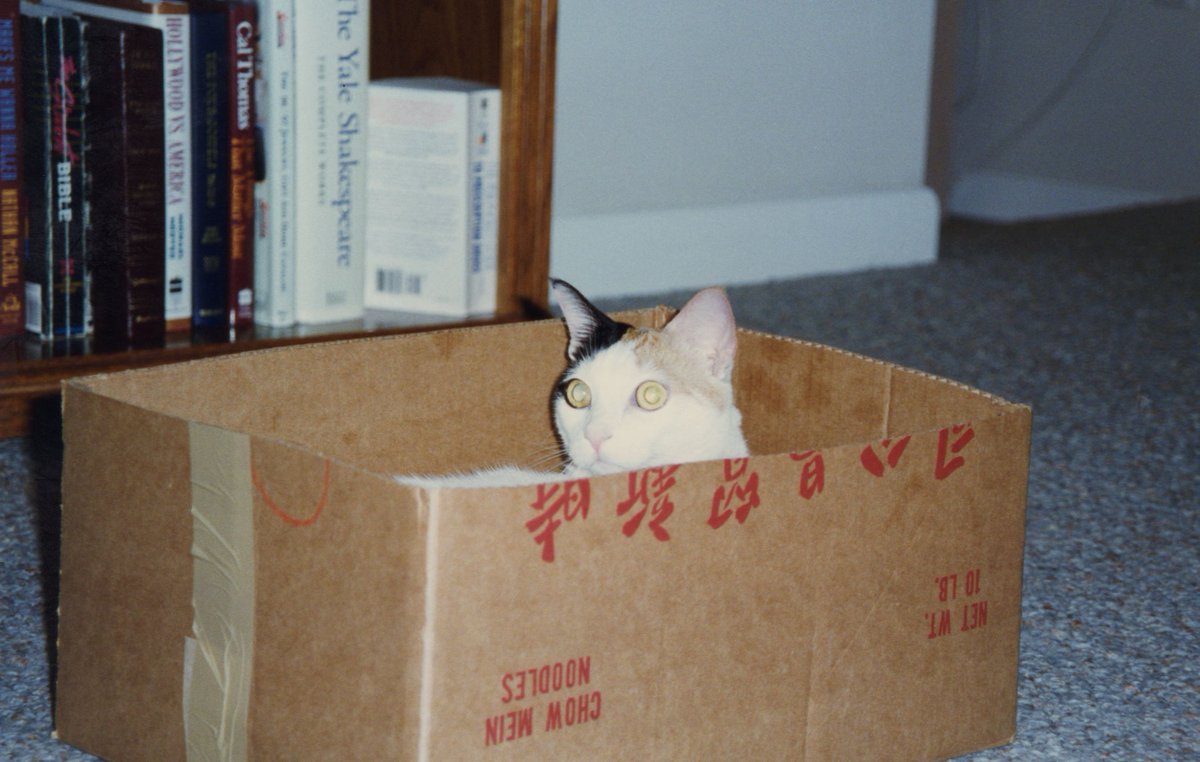 Cali pretending to be part of the delivery order from a Chinese take out restaurant.   #CaliMemories  #CaturdayEve