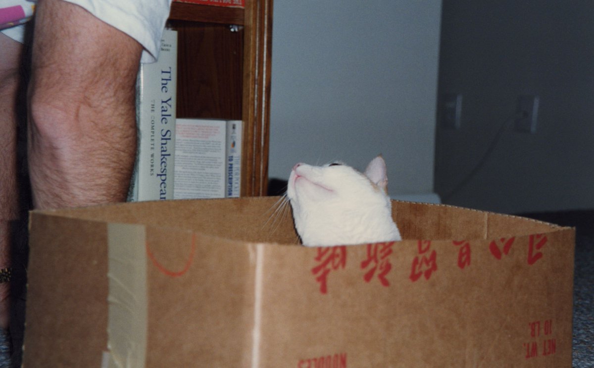 Cali pretending to be part of the delivery order from a Chinese take out restaurant.   #CaliMemories  #CaturdayEve