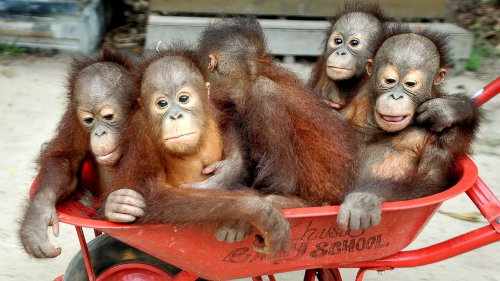 Moots as orangutans (thread)