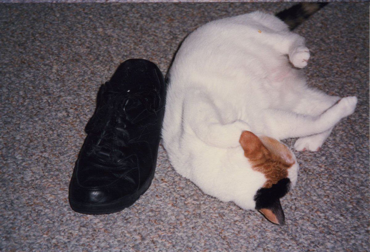 I was seriously going to save some of these for my  #Caturday buddies tomorrow but they're all so good I guess I'll just post and point them to the thread.  Here's  #Cali enjoying a leather shoe.  #CaliMemories