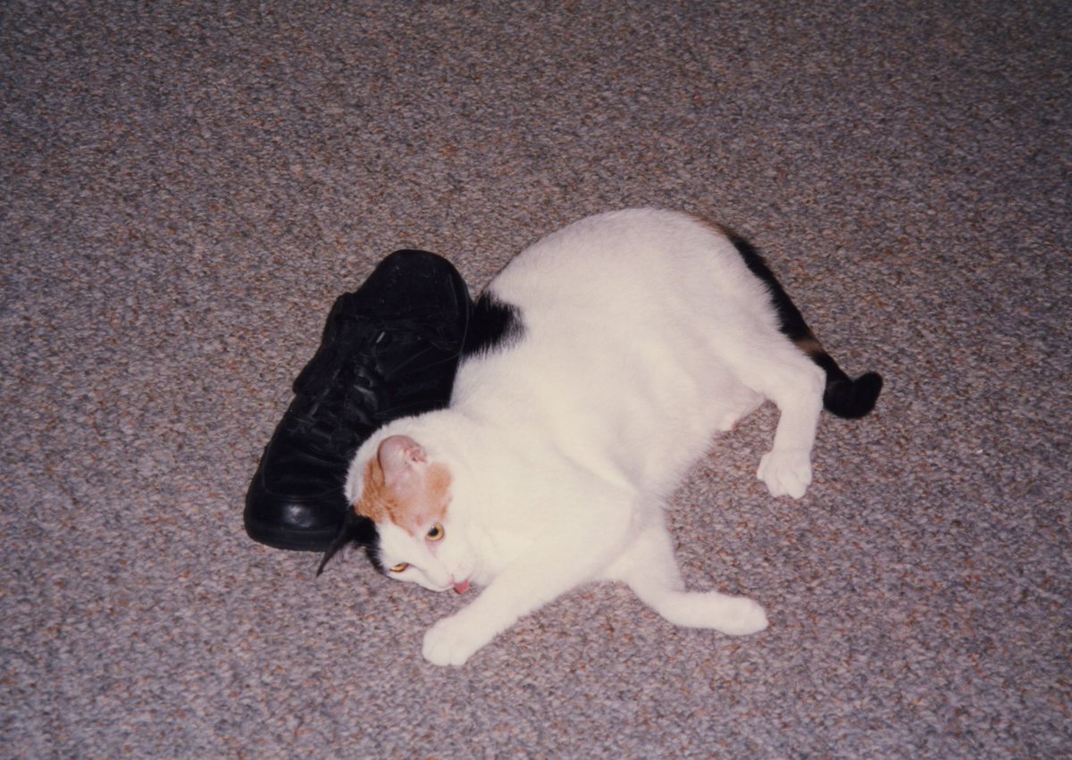 I was seriously going to save some of these for my  #Caturday buddies tomorrow but they're all so good I guess I'll just post and point them to the thread.  Here's  #Cali enjoying a leather shoe.  #CaliMemories