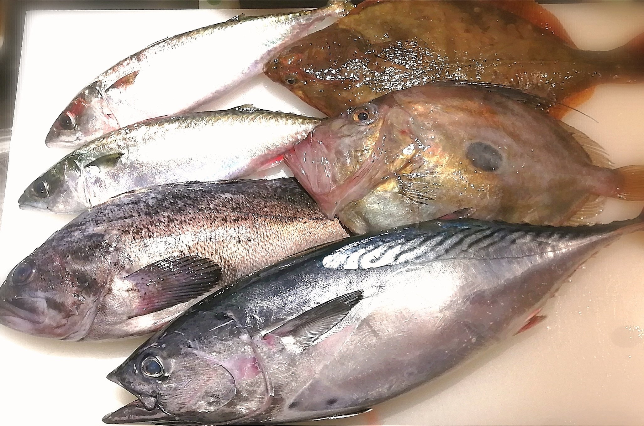 旬鮮酒場nobu 今週の魚 絶品高級魚 スマ 獲量が少なく 一般認知されていないが 味の良さは折り紙付きで知る人ぞ知る旨い魚 クロソイ 石カレイ 幻のカレイ 刺身は絶品 ３大カレイ 高級魚 美味 マトウダイ肝醤油つき 旬鮮酒場nobu