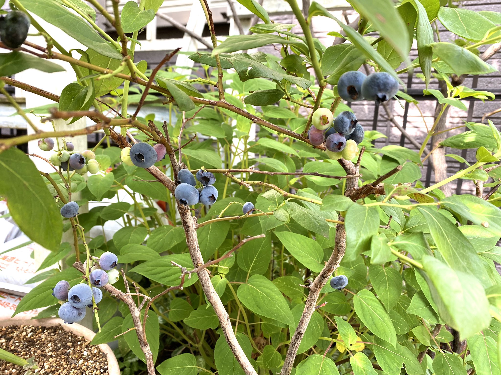 グレイスオブガーデン Staff グレイス事務所の花壇ではブルーベリーが実ってました ブルーベリーは育てやすいと言われ 手軽に楽しめる小果樹の１つです グレイスオブガーデン ガーデニング ブルーベリー 実のなる樹木 庭からの恵み