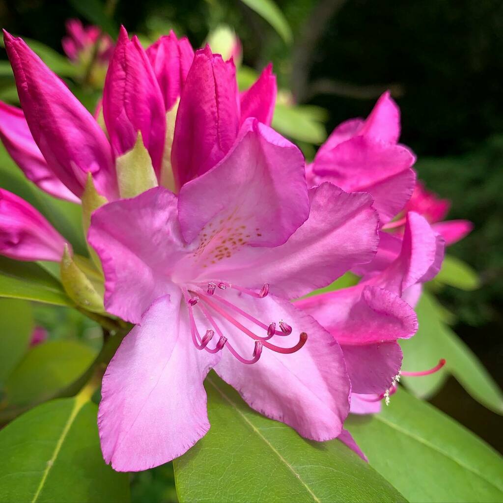 danwashburn's tweet photo. Catawba rosebay. Rhododendron catawbiense. 5/25/2020 https://t.co/RN4ZkNJ0NF https://t.co/Su5XhUVenc