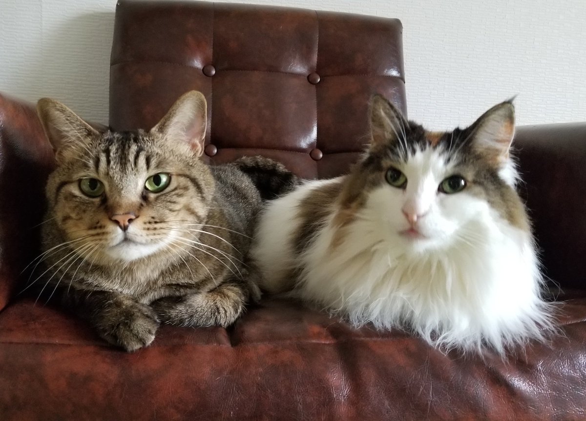 ねこカフェ 猫八 على تويتر 仲良しなふたり 青森 八戸 ねこカフェ 猫カフェ 猫八 猫 ねこ ネコ Cat キャットホテル キジトラ きじとら ノルウェージャンフォレストキャット