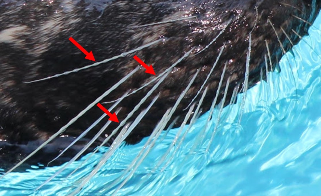 PinnipedThe's tweet photo. An update on my previous post about Harbor Seal whiskers.
https://t.co/ppFKazZZv3 https://t.co/8LAeYkRTqC