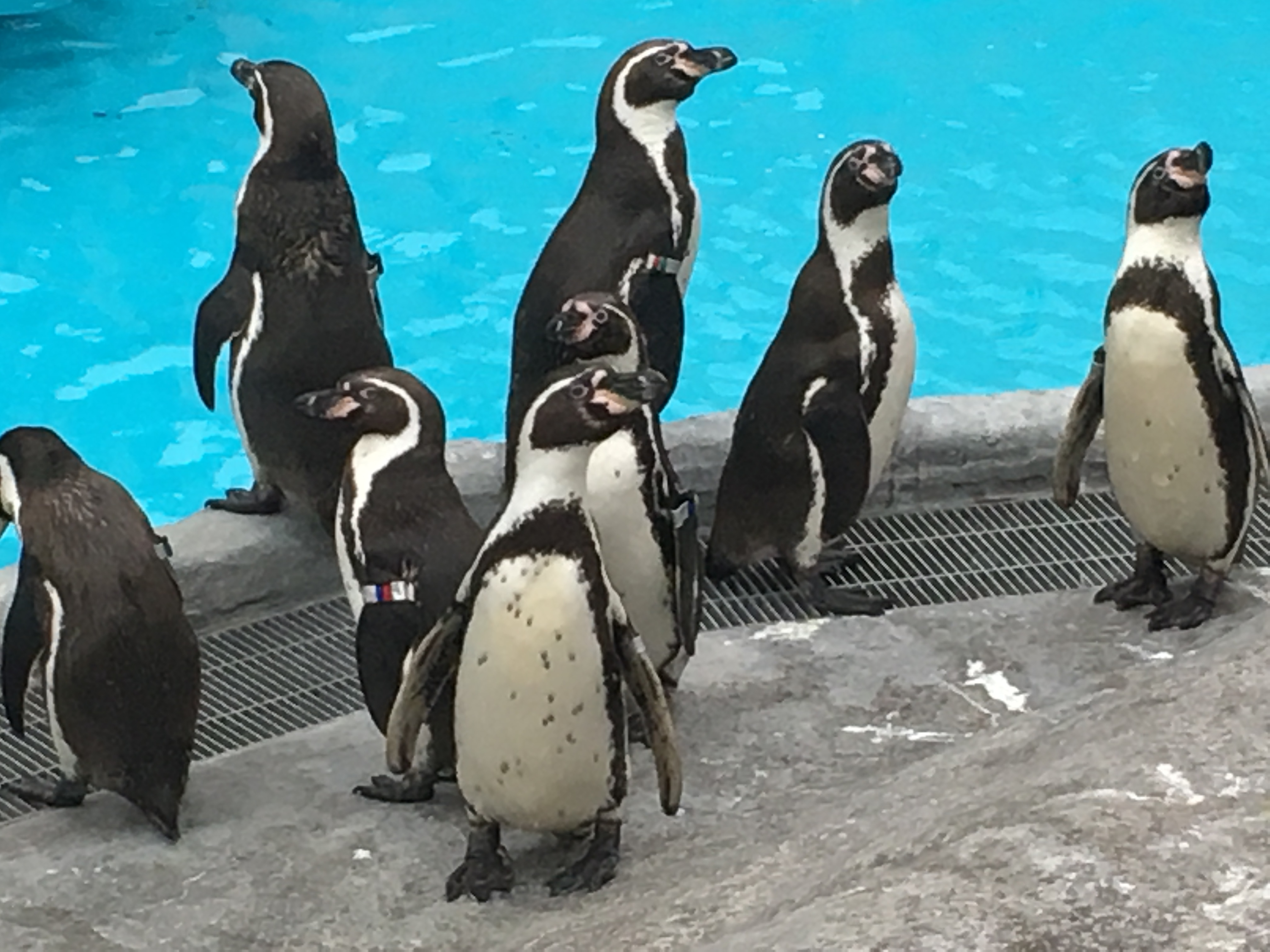 静岡市立日本平動物園 on X: 