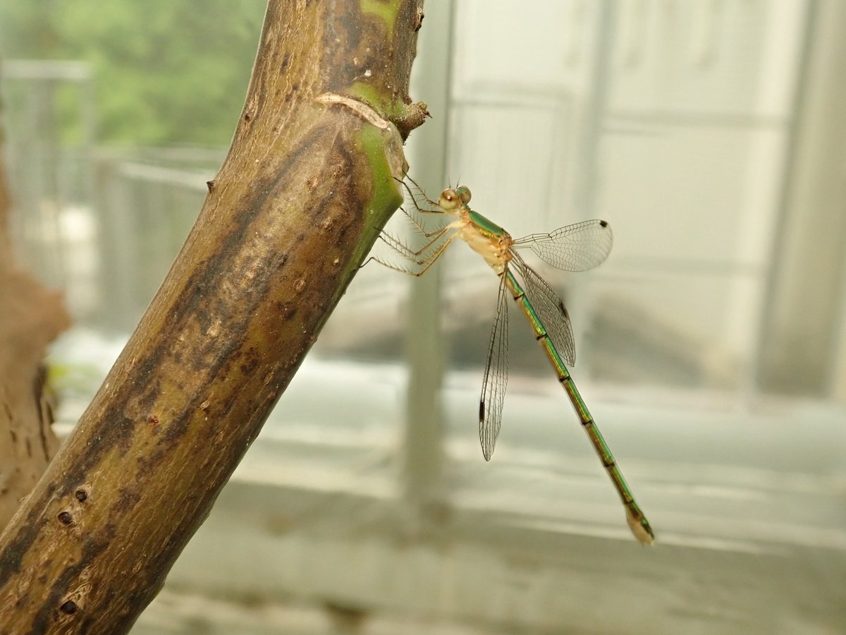 種類 イトトンボ トンボ・幼虫の種類を画像で解説！蜻蛉の餌や羽化までの期間は？