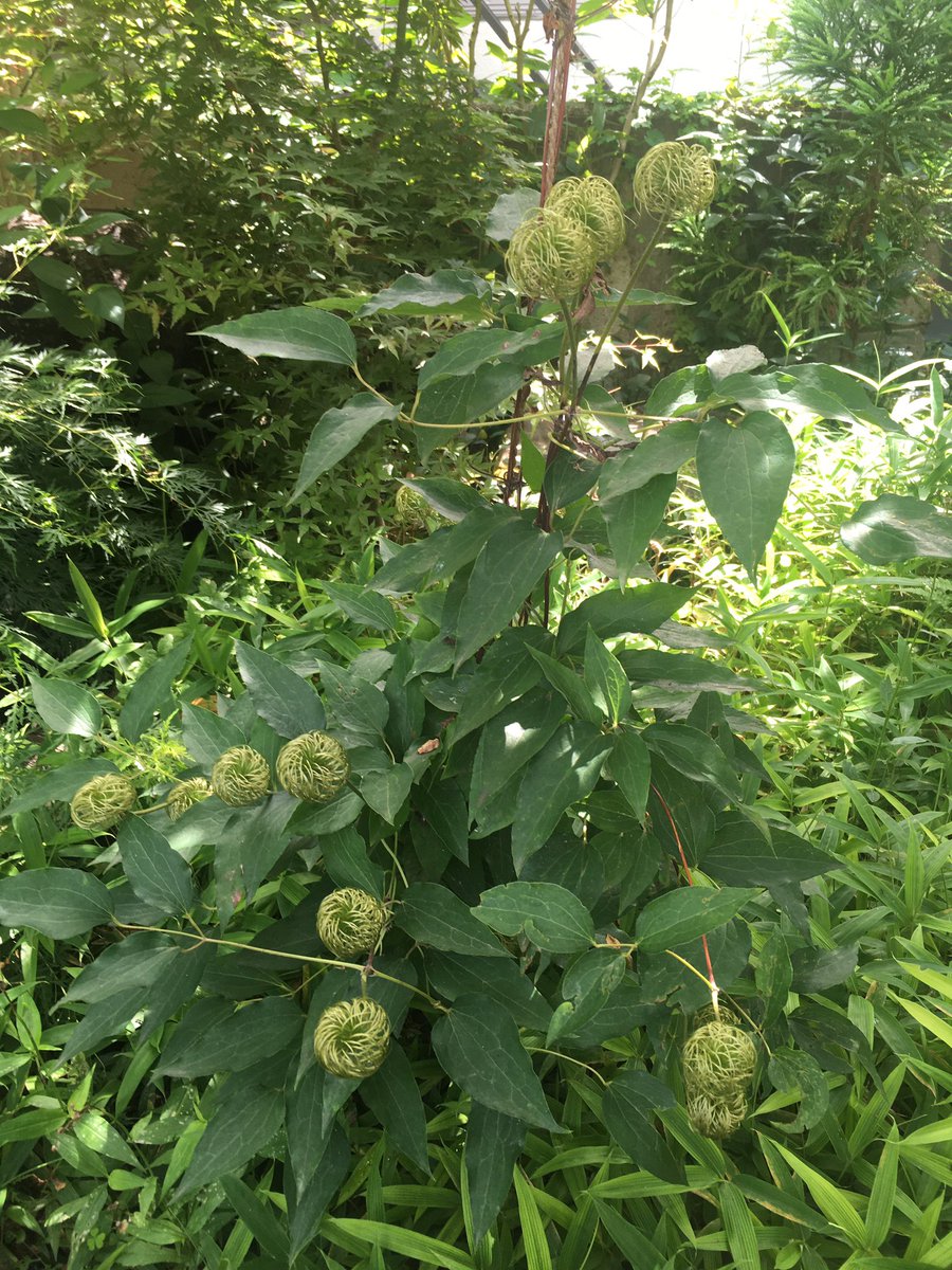 おまさ テッセンの花が散った後のクルクルしたやつも趣があっていい感じ