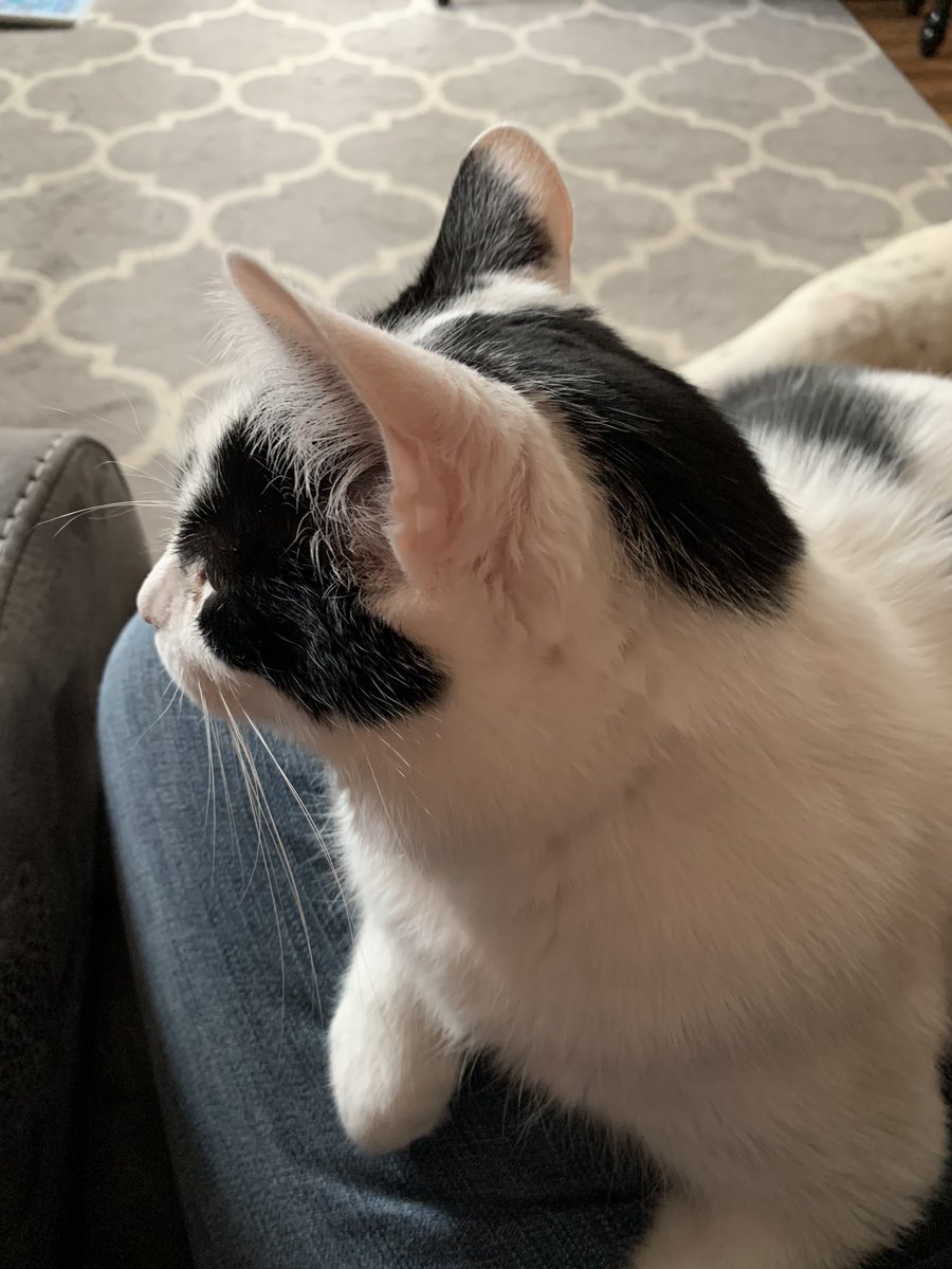 JanellePritcha3's tweet photo. @DeLanaHarvick He would rather own my lap instead of his bed!!! https://t.co/qJBMoc0zrm