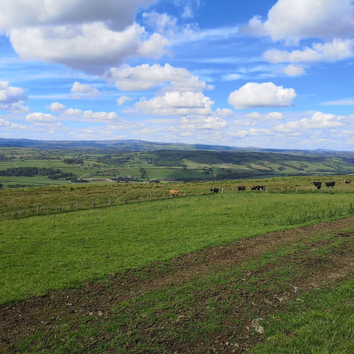 Serving of heifers on the hill, 98 out of 99 served in first 3 week cycle. Teaser bull, tail paint, observational skills and good old hard work. Excellent work team Llysun, keep up the good work <a href="/JnrTudorLlysun/">Morgan Tudor</a> <a href="/RichTudorLlysun/">Morgan Tudor</a> #MilkKeepsMeGoing