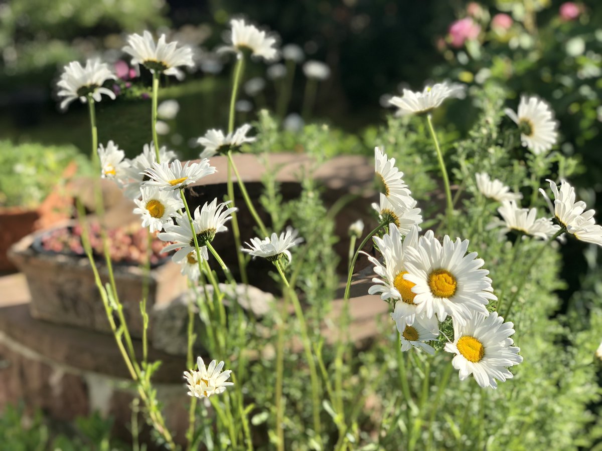 Wortvoll's tweet photo. Ich sitze auf der Bank im Garten und rufe leise:
"Kommt, ihr Musen! Kommt alle! Ich hätte heute Zeit!" https://t.co/wRL1iuynBQ
