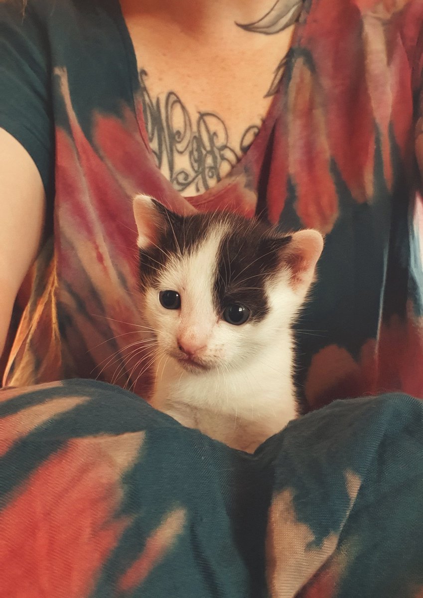 mythiXTrinity's tweet photo. Il est collé à moi depuis mon réveil 😭
Trop de mignonerie en un seul être. https://t.co/m4WwBNIwLm