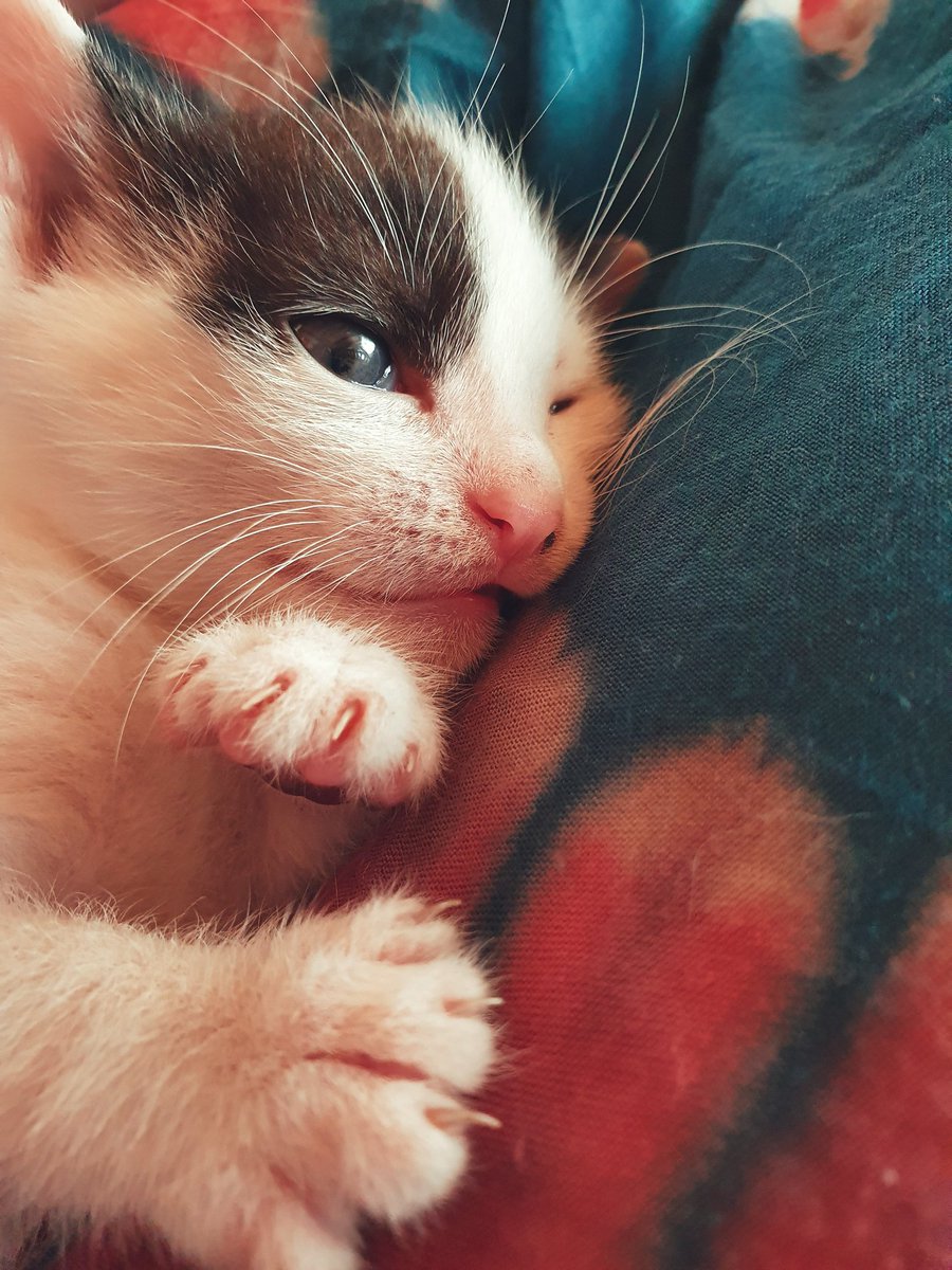 mythiXTrinity's tweet photo. Il est collé à moi depuis mon réveil 😭
Trop de mignonerie en un seul être. https://t.co/m4WwBNIwLm