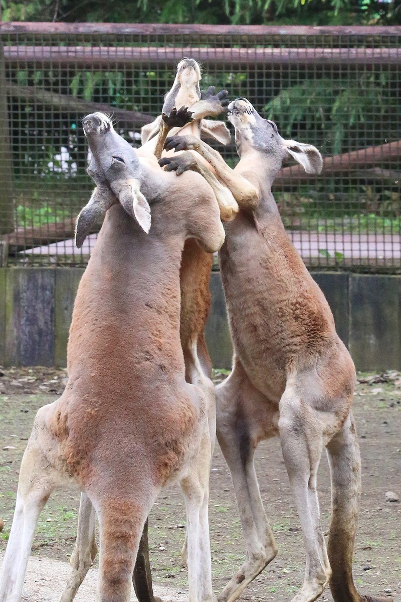 富士サファリパーク公式 力比べしていたら 1頭増えて三つ巴の戦いに カンガルー 三つ巴 富士サファリパーク T Co Hypvfpbgnv