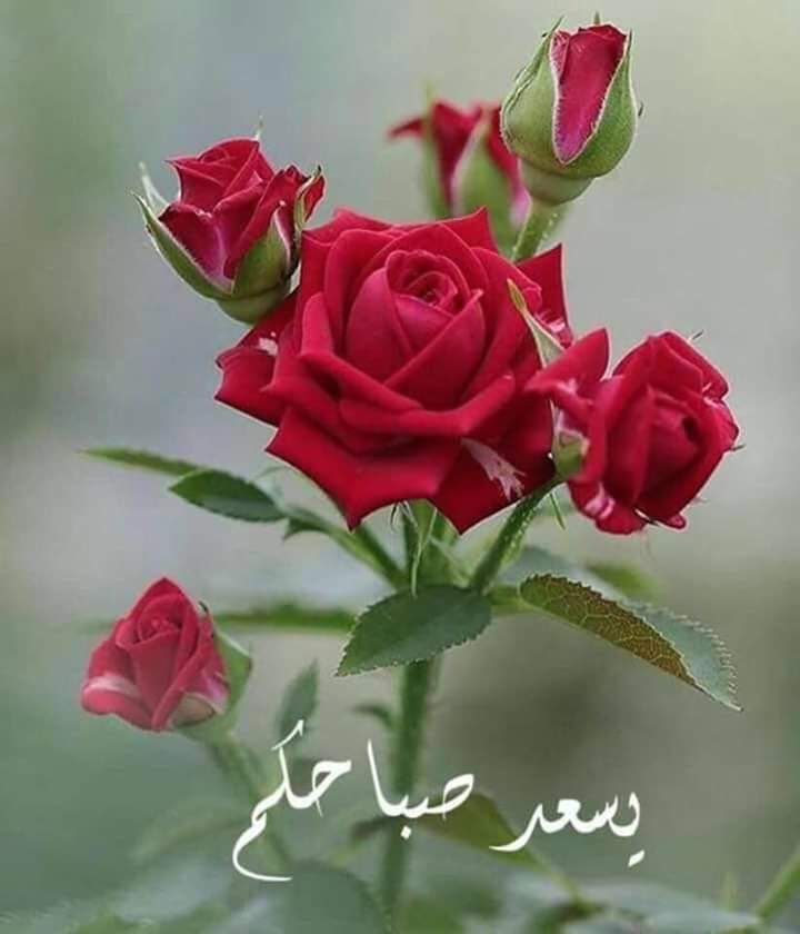 صباح الخير 🌷
