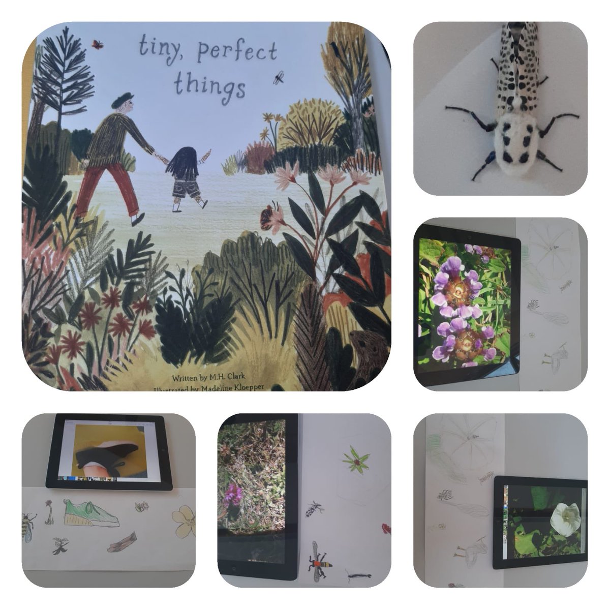 PrimaryButts's tweet image. Children working with Madame Jones  enjoyed searching for &apos;Tiny, Perfect Things&apos; on Friday. They even found a beautiful Wood Leopard Moth.   #tinyperfectthings #outdoorlearning