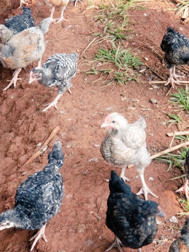 Brooder and Chick MortalityThread. Farmers, especially newbies, experience high chick mortality during brooding. This ranges from 1 to 100%!Cases of farmers losing all chicks during brooding are many. This can be avoided.  #UseUsTacha  #Covid_19  #Dearfarmers  #chickens