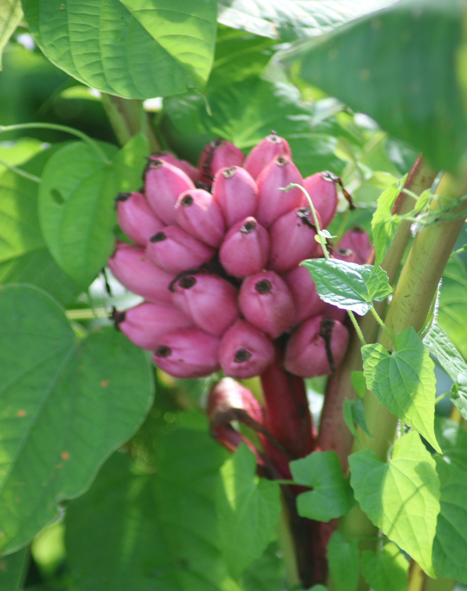 Found this purple wild Banana growing in wild behind the room . .  #mynortheastclix #assam #NorthEast  #everydayNEIndia  #photographer  #flora