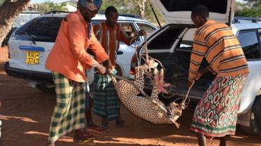 AfricaStoryLive's tweet image. 4 villagers chased cheetahs eating their goats &amp;amp; captured the cheetahs  unharmed, and handed to wildlife agency in Kenya.

Kenyans are known for long distance endurance