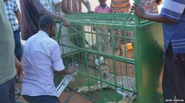 AfricaStoryLive's tweet image. 4 villagers chased cheetahs eating their goats &amp;amp; captured the cheetahs  unharmed, and handed to wildlife agency in Kenya.

Kenyans are known for long distance endurance