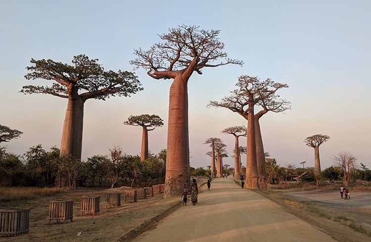 39) Au Madagascar ou en Mozambique?