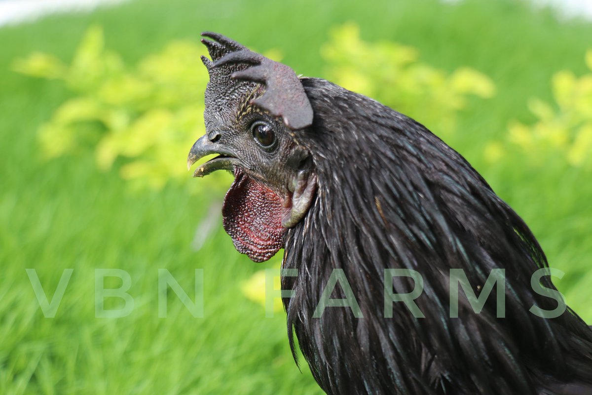 VBNFARMS's tweet image. Kadaknath is considered a premium breed and its meat is priced three times more than that of broiler chicken.

#Kadaknath #கருங்கோழி #கருங்கால்கோழி #VBN #VBNFARMS
#KALLAKURICHI #THIYAGADURGAM #FARMS #கள்ளகுறிச்சி #தியாகதுருகம்