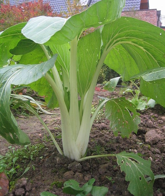 zadenwinkel's tweet photo. Paksoi en chinesekool zijn soorten die je al na zes weken na het planten kan oogsten. Het is nu prima weer om te planten, dus kom voor alle soorten groenteplanten naar onze winkel in Vinkel. Kijk ook op https://t.co/rSrb0Stcho #Paksoi #PakChoi #chinesekool #planten #juni #zaden https://t.co/InJZlQxO8m