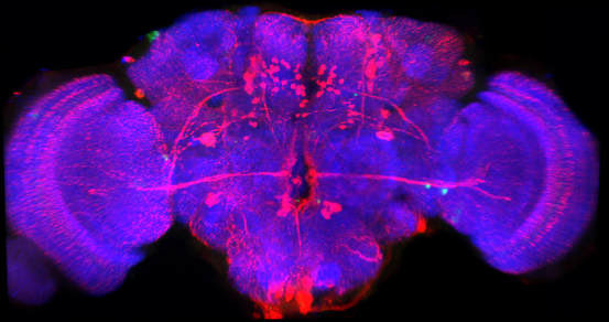 Interested in doing a PhD in decision making in Drosophila, and join our team? Please, contact me. rezavallab.org Please, RT.
