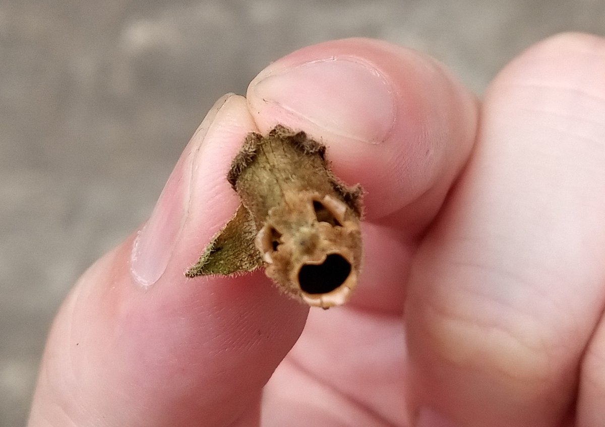 猫羽 金魚草の種が入ってる袋 花弁の根元が成熟して種ができるとなぜかこんな形に 金魚草の名前の由来は花の形が金魚 に似てるからとか言われてるそうですが どちらかというとこの袋が金魚みたいな顔になるからのほうがしっくりきます W