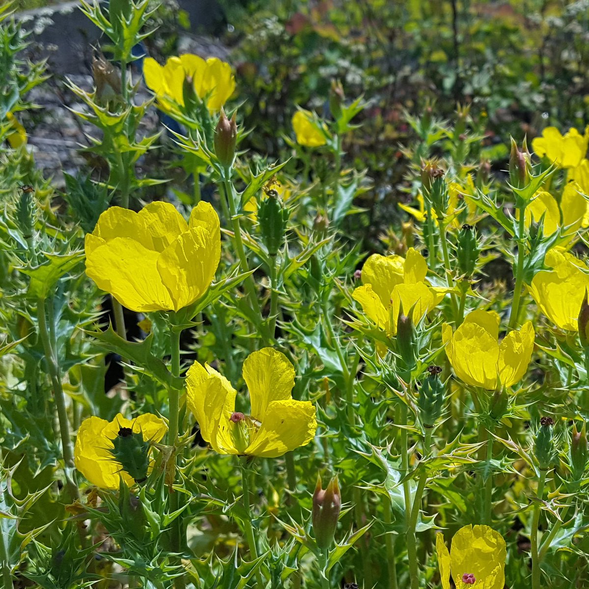PlantPref's tweet photo. Argemone mexicana - a tender annual here but might self sow in warm,  dry sunny places.

Flowering plants in pots available now if you want to try it! 

#argemone #argemonemexicana #pricklypoppy #selfseeding #yellowflowers #poppies #spiny #annuals #annualflowers #mailorderplants https://t.co/6SgCGREHr9