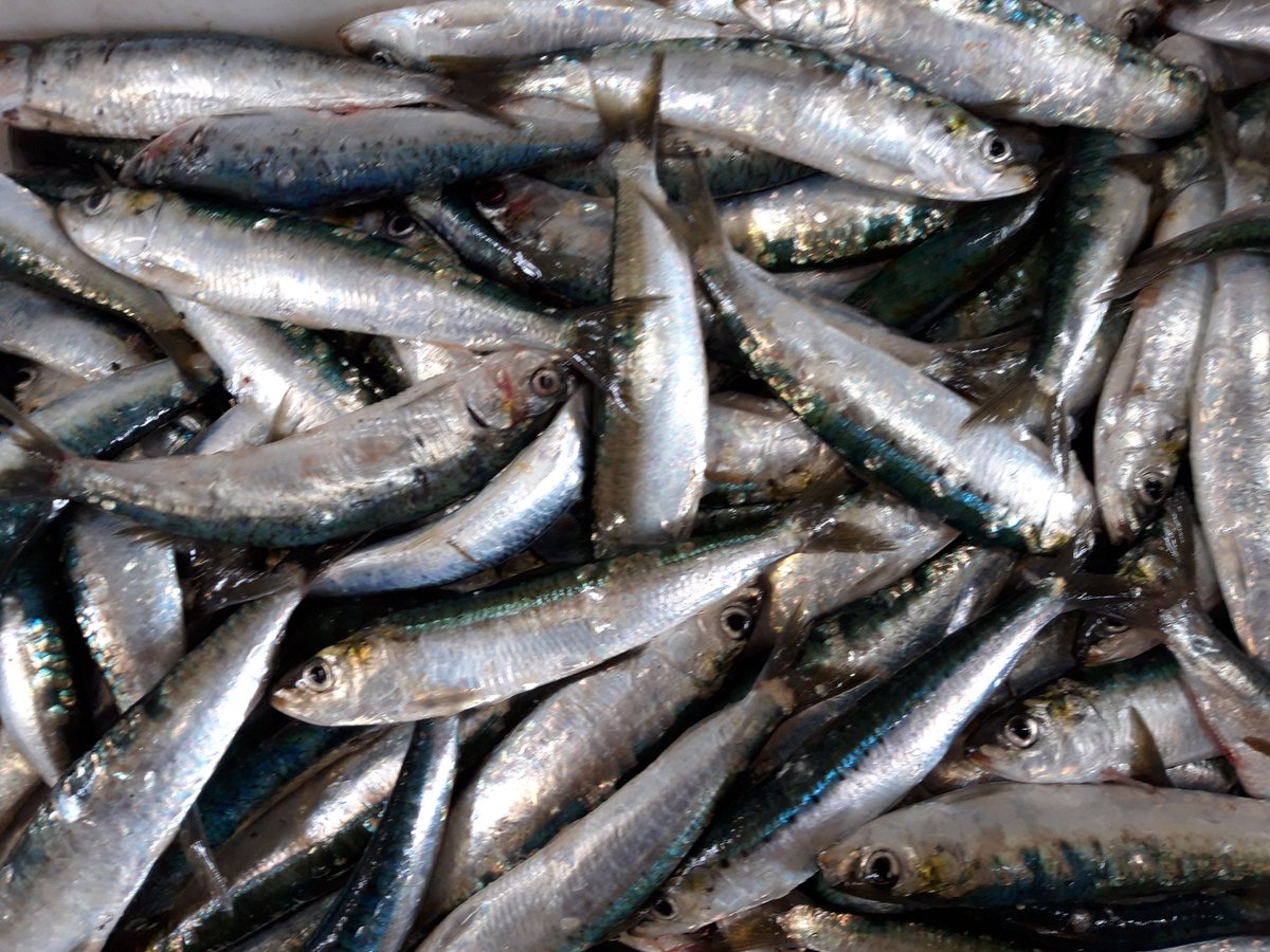 defipel's tweet image. En #Baiedeseine sur le #Vicomte pour #peche #durable #anchois #sardine avec @Ifremer_fr @defipel  @CNPMEM @from_nord