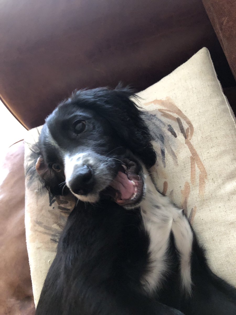 KaneCocker's tweet photo. I have been nominated to post a picture of myself everyday for 7 days by @CockerSusie. Here is a picture of me giving the camera a smile 😊🐾 #dogsoftwitter https://t.co/pAgS1cKlPT