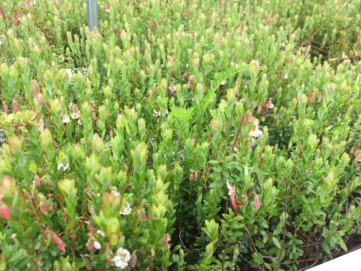 クランベリーの花