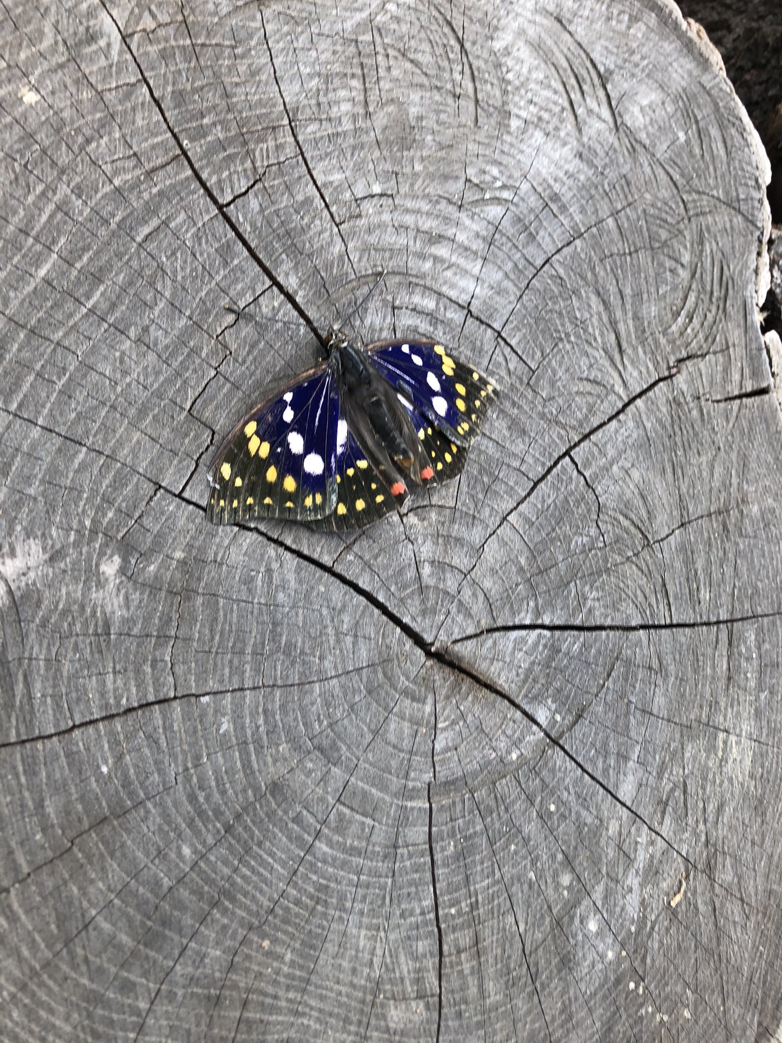 オオムラサキ蝶写真パネル ボルジア@模型中心アカ on X: 