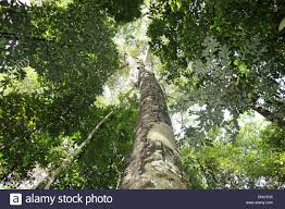 Forest
#forest #forests #ForestTreeWorldCup2020