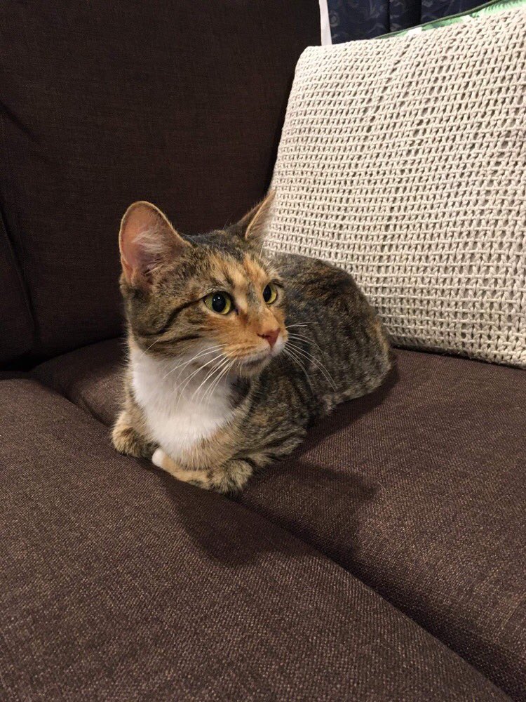 Dan Taipua tweet media