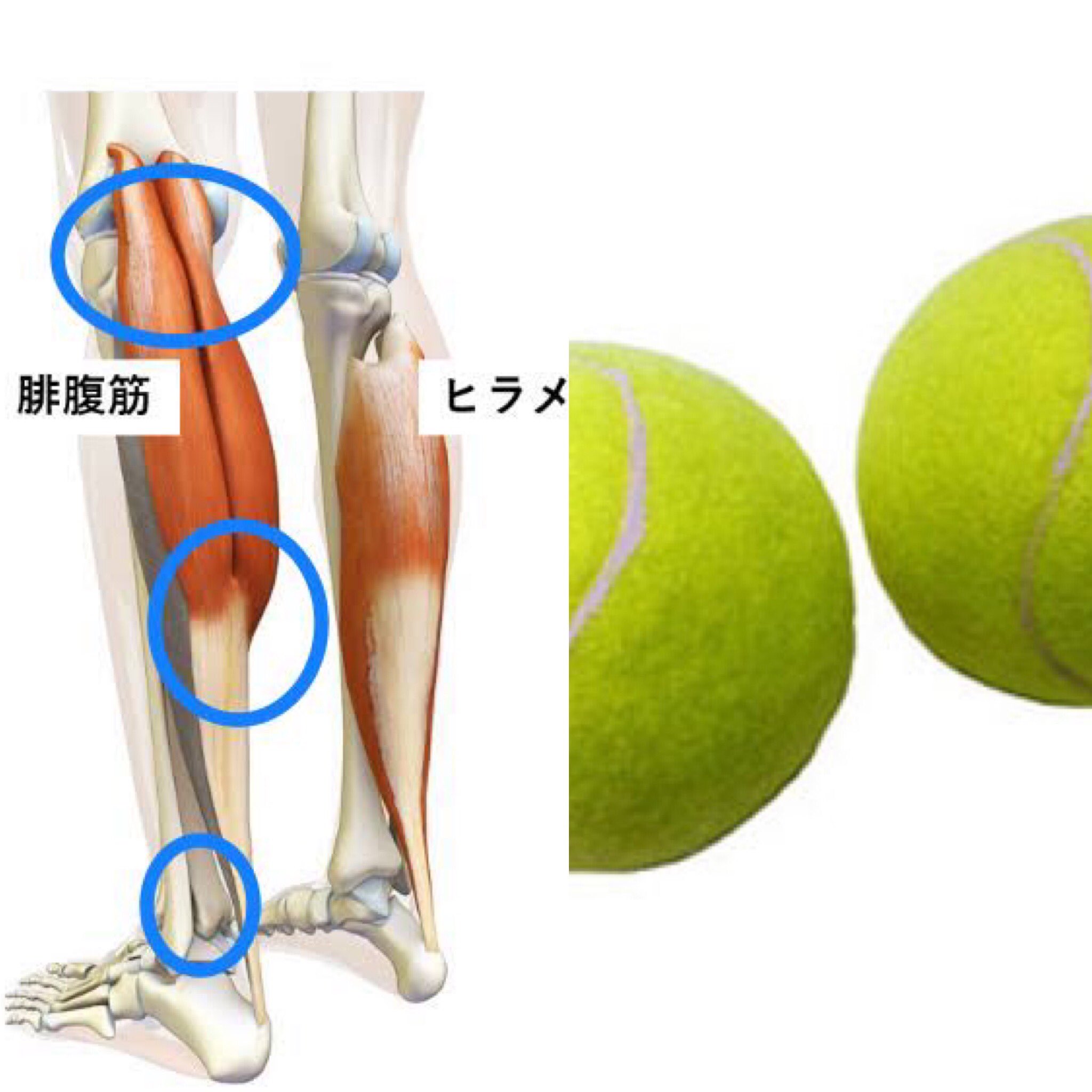 森川悦子 Dr ストレッチアリオ橋本店 どーしても 足が疲れて寝たいのに 足がだるい時 ほぐしたいけど もう横になってて起き上がる動作さえしんどい時は テニスボールで青 をほぐすようにしてます セルフケア テニスボール ふくらはぎは第二の