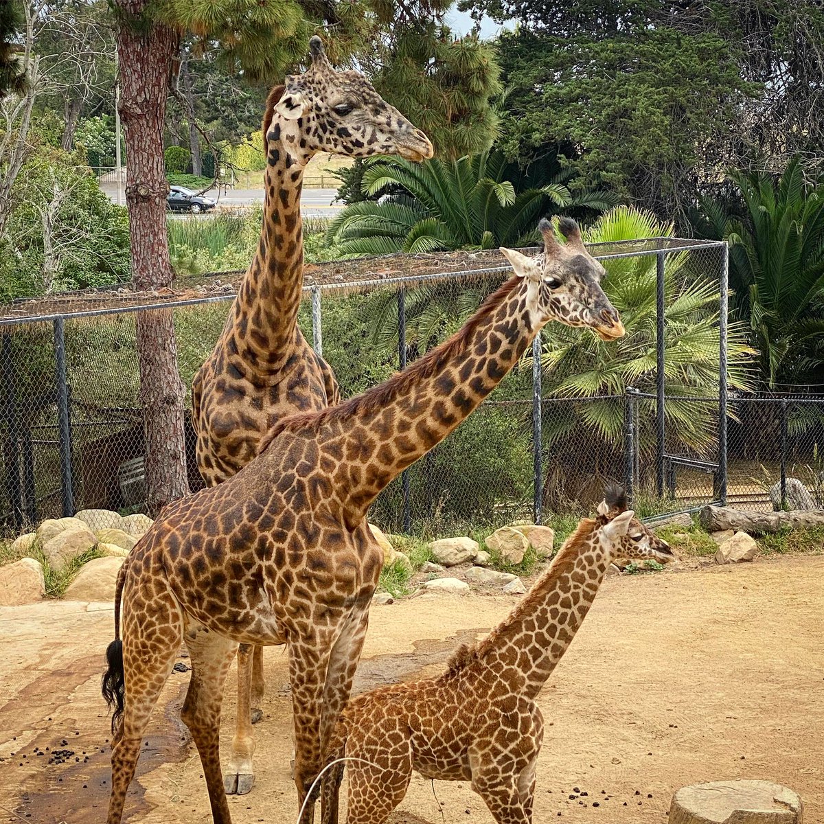 SantaBarbaraZoo's tweet photo. This #2020 family photo is very high profile 😉😝🦒🦒🦒
.
.
#animals_captures #animals_shots_ #animalsaddict #giraffes #giraffelove #giraffe #savingspecies #funnyanimal #funnyanimals #animalmemes #animalphotography #wildlifephoto #wildlifeperfection https://t.co/1LmgTpCKJg